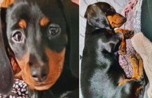 Stolen Puppy Finally Located and Returned to its Little Girl Owner stolen puppy finally located