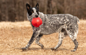 Texas Heeler Dog Breed Profile texas heeler dog profile
