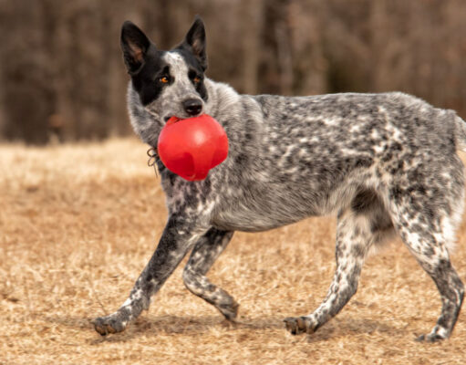 Texas Heeler Dog Breed Profile texas heeler dog profile