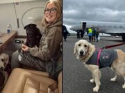 Woman Shares Travel Hack for Cheaper Flight With Your Dog traveling with your dog hacks
