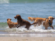 Vet Warns Dog Owners: Avoid Your Fidos From Drinking Saltwater at the Beach vet warns for saltwater ingestion in dogs