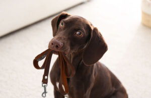 What to Prepare Before Visiting a Dog Park: 9 Vital Pup Supplies what to prepare before visiting a dog park