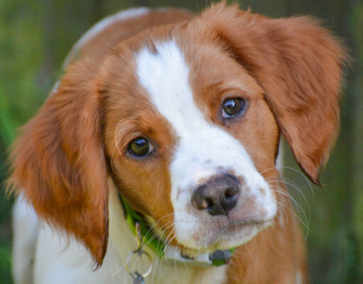 Why Do Dogs Tilt Their Heads? 7 Surprising Reasons why do dogs tilt their heads