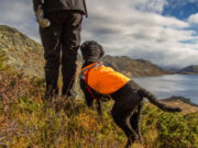 Woman and Dog Rescued Near Peak District Waterfall woman and dog rescued near park district waterfall