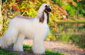 Afghan Hound Price: How Much Does The Breed Cost? Afghan Hound Price Featured Image