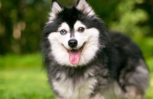 Alaskan Klee Kai Breed Price: Everything You Need to Know Alaskan Klee Kai breed price