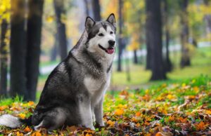 Alaskan Malamute Price: How Much Does The Breed Cost? Alaskan Malamute Price Featured Image
