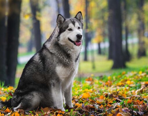 Alaskan Malamute Price: How Much Does The Breed Cost? Alaskan Malamute Price Featured Image