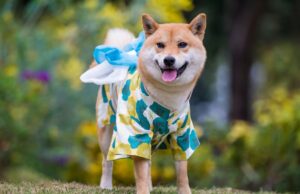 Top 10 Japanese Dog Breeds Everyone Adores Best Japanese Dog Breeds Featured Image