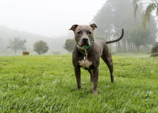 Blue Nose Pitbull Dog Breed Profile – Top Dog Tips