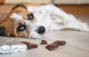 Can Dogs Eat Chocolate? Everything You Need to Know can dogs eat chocolate
