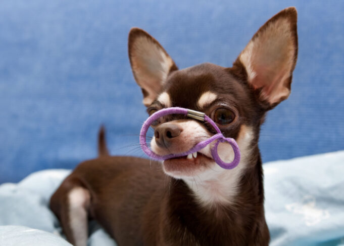 Picture of My Dog Ate Rubber: Potential Risks And What To Do