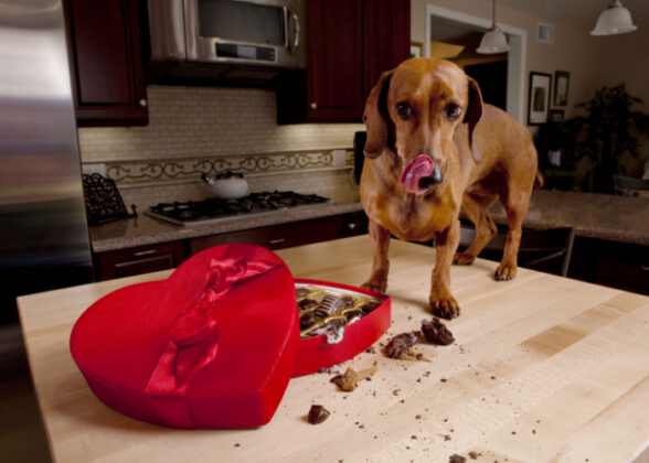 Picture of Can Dogs Eat Chocolate? Everything You Need to Know
