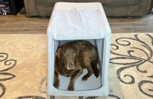Review: Diggs Enventur Travel Kennel Digss Enventur Travel Kennel