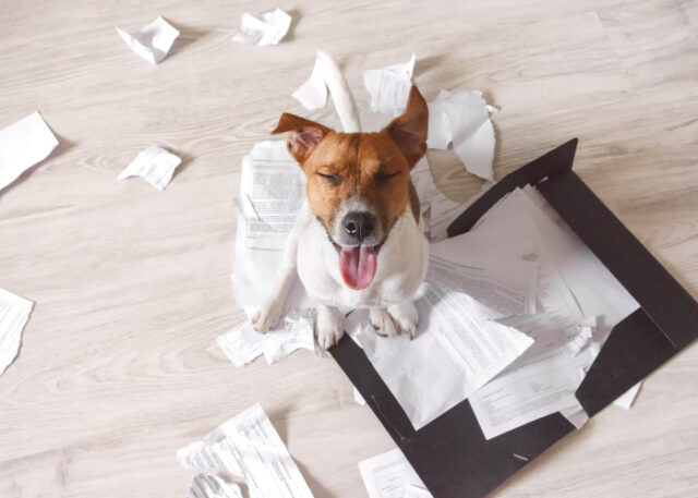 My Dog Ate Paper: Should I Be Worried? – Top Dog Tips
