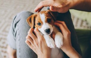 Dog Names Starting With T most popular dog names