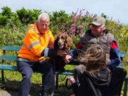 Dog Rescued At Guernsey Coast After Spotted by Kayakers Dog Rescued At Guernsey Coast After Spotted by Kayakers