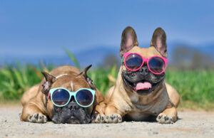 Dog Names Starting With S Dog names starting with S