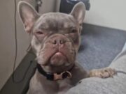 Family’s French Bulldog Stolen During Burglary in Essex Family's French Bulldog Stolen During Burglary in Essex