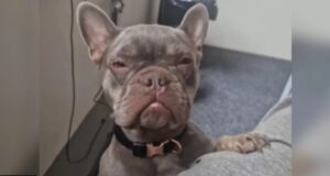 Family’s French Bulldog Stolen During Burglary in Essex Family's French Bulldog Stolen During Burglary in Essex
