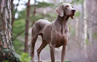 Great Weimar Dog Breed Profile (Great Dane & Weimaraner Mix) Great Weimar