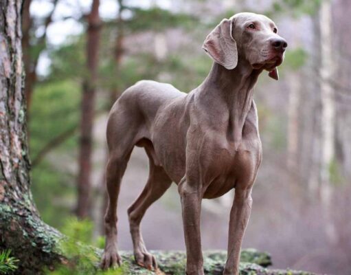 Great Weimar Dog Breed Profile (Great Dane & Weimaraner Mix) Great Weimar