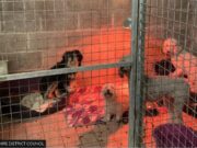 Hilton Couple Plead Guilty of Breeding Dogs Without License Hilton Couple Fined For Breeding Dogs Without License