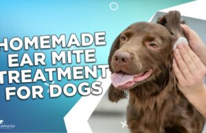 Homemade Ear Mite Treatments for Pets: 4 Effective Remedies Homemade Ear Mite Treatment for Dogs