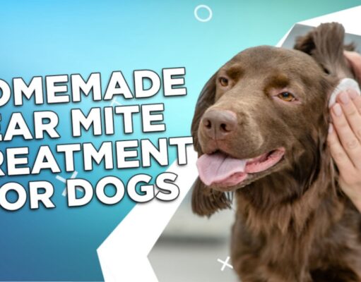 Homemade Ear Mite Treatments for Pets: 4 Effective Remedies Homemade Ear Mite Treatment for Dogs