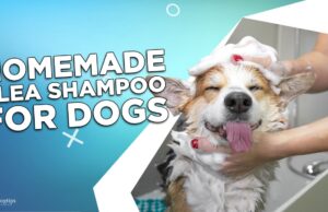Homemade Flea Shampoo for Dogs: 3 Easy Recipes Homemade Flea Shampoo for Dogs