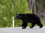 CT Homeowner and Dog Both Recovering After Black Bear Attack Homeowner and His Dog Both Recovering After Black Bear Attack Featured Image