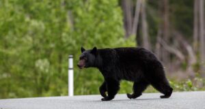 CT Homeowner and Dog Both Recovering After Black Bear Attack Homeowner and His Dog Both Recovering After Black Bear Attack Featured Image