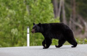 CT Homeowner and Dog Both Recovering After Black Bear Attack Homeowner and His Dog Both Recovering After Black Bear Attack Featured Image