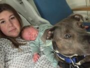 Milton Keynes University Hospital Allows First Dog Into Maternity Ward Image By Amee Tomkin | Trained assistance dog first to be allowed into a hospital labor ward