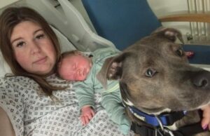 Milton Keynes University Hospital Allows First Dog Into Maternity Ward Image By Amee Tomkin | Trained assistance dog first to be allowed into a hospital labor ward
