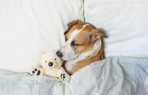 Melatonin For Dogs: Benefits and Dosage Melatonin for Dogs Featured Image
