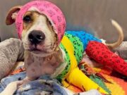 Memphis Dog Burned By Owner Finds New Home 1 Year After Memphis Dog Burned By Owner Finally Finds a New Forever Home 1 Year After