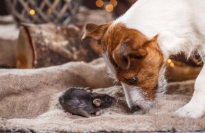 My Dog Ate a Rat: What Should I Do? My Dog Ate A Rat Featured Image