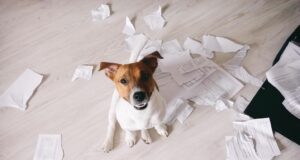 My Dog Ate Paper: Should I Be Worried? My Dog Ate Paper Featured Image