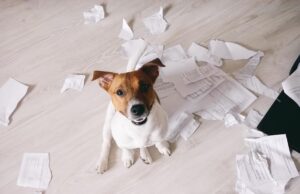 My Dog Ate Paper: Should I Be Worried? My Dog Ate Paper Featured Image