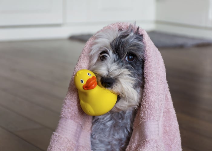 Dog eating rubber toy sale