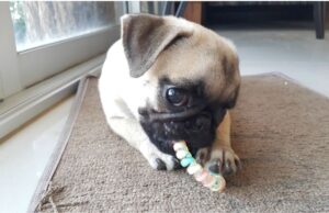 My Dog Ate Rubber: Potential Risks And What To Do My Dog Ate Rubber Featured Image