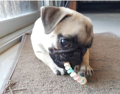 My Dog Ate Rubber: Potential Risks And What To Do My Dog Ate Rubber Featured Image