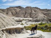 Nebraska Pet Stores, Dog Parks, Grooming, And More Nebraska Pet Stores Featured Image