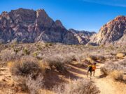 Nevada Pet Stores, Dog Parks, Grooming, And More Nevada Pet Stores Featured Image