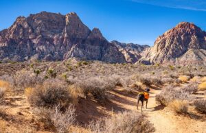 Nevada Pet Stores, Dog Parks, Grooming, And More Nevada Pet Stores Featured Image