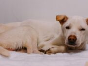 Pet Psychic Reveals Heartfelt Final Thoughts of Pets Before They Pass Away Pet psychic reveals feartfelt final thought pets have Featured Image