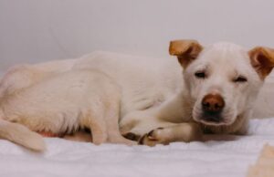 Pet Psychic Reveals Heartfelt Final Thoughts of Pets Before They Pass Away Pet psychic reveals feartfelt final thought pets have Featured Image