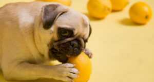 Dog Names Starting with O dog names starting with O