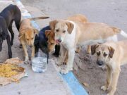 The Netherlands: The First Country With No Stray Dogs The Netherlands The First Country With No Stray Dogs